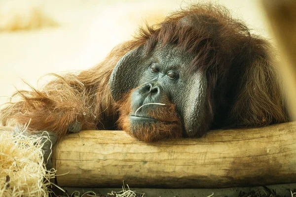 Portrait Orangutan Monkey Its Face Tree Log — Stock Photo, Image