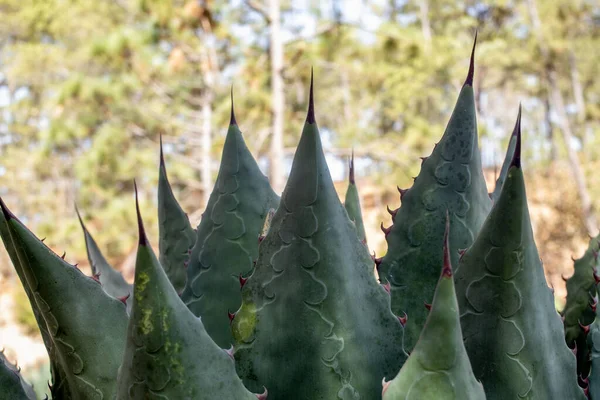 Maximilian Agave fabrikasının Jalisco 'daki alkolik Raicilla' ya yaptığı yakın çekim.