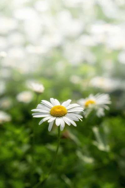 田野里一朵盛开的雏菊的选择性聚焦镜头 — 图库照片
