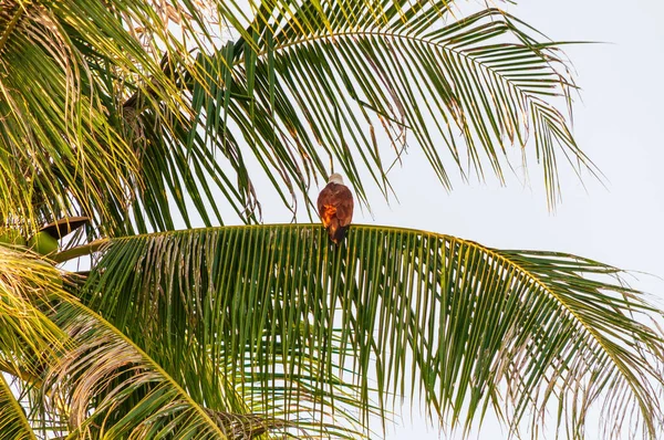 Koh Lanta Tayland Bir Palmiye Dalına Konmuş Bir Brahminy Uçurtmasının — Stok fotoğraf