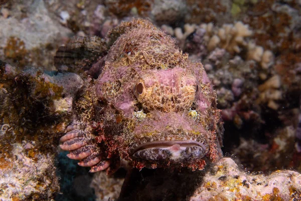 Closeup Shot Tropical Stonefish Coral Reef — Stock Photo, Image
