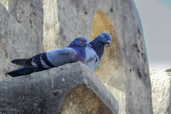 Two Colorful Rock Pigeons Sit Shade Stone Wall Building — Stock Photo, Image