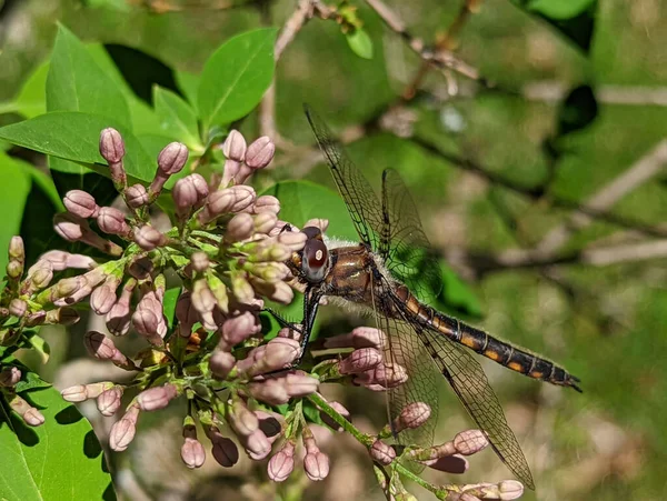 Closeup Shot Dragonfly Sitting Lilac Pink Flower — Stock Photo, Image