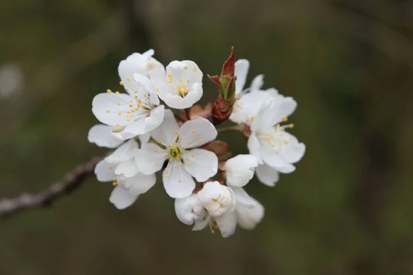 Detailní Záběr Krásné Květinové Květy Stromě — Stock fotografie