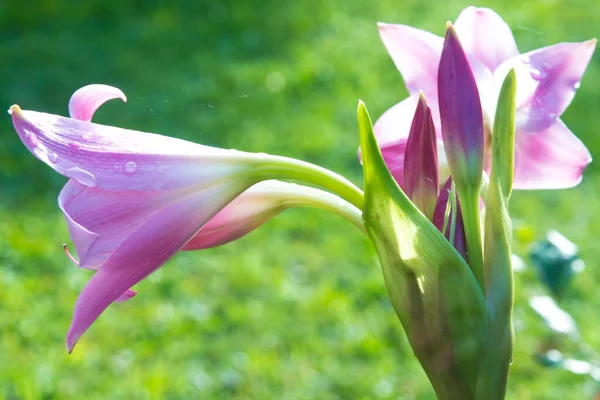 Detailní Záběr Fialové Powellovy Lilie Pokryté Kapkami Rosy Rostoucími Slunci — Stock fotografie