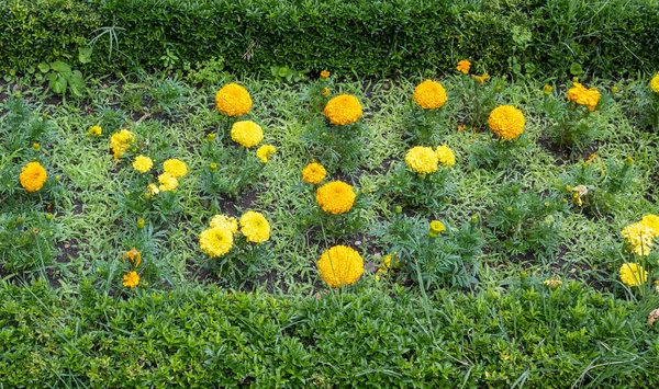 Valladolid, İspanya 'daki Campo Grande parkında üzerinde güzel sarı Tagetes Erecta çiçekleri bulunan bahçe parkı.