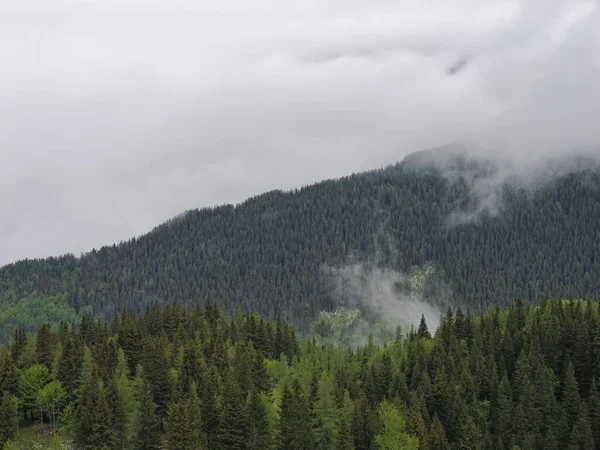 Slovenya, Velika Planina 'da sisle kaplanmış ormanlı dağların güzel bir görüntüsü