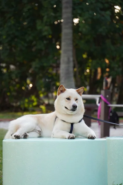 Close Van Een Hond Liggend Een Bank — Stockfoto