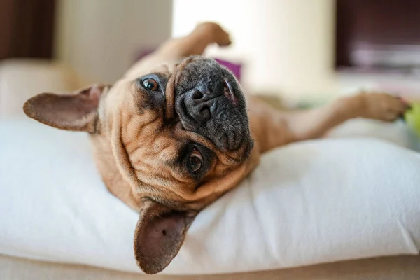 Närbild Bild Fransk Bulldog Liggande Sängen Suddig Bakgrund — Stockfoto