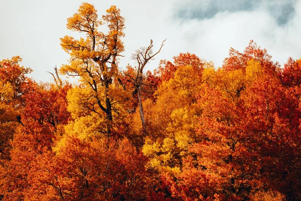 Ένα Φθινοπωρινό Τοπίο Πορτοκαλιές Και Κόκκινα Δέντρα — Φωτογραφία Αρχείου