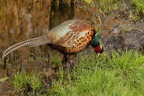 Colorful Male Ring Necked Pheasant Cock Searching Muddy Lake Shore — Stock Photo, Image