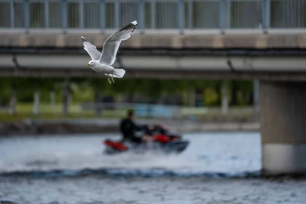 Uma Gaivota Voando Com Homem Desfocado Jet Ski Fundo — Fotografia de Stock