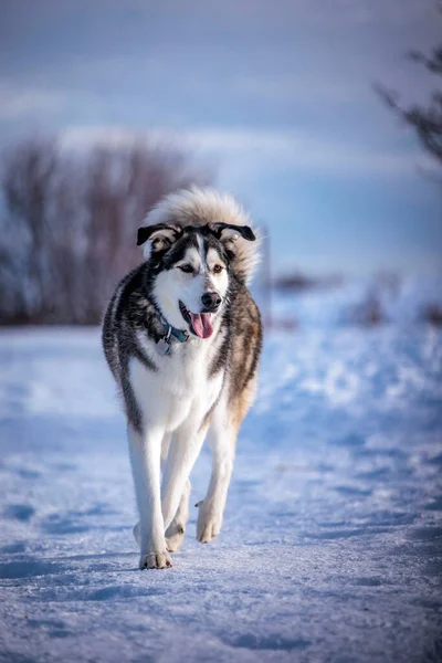 Een Verticaal Portret Van Een Siberische Husky Mix Hond Wandelend — Stockfoto