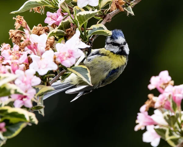 A beautiful shot of a Eurasian blue tit standing at the branch