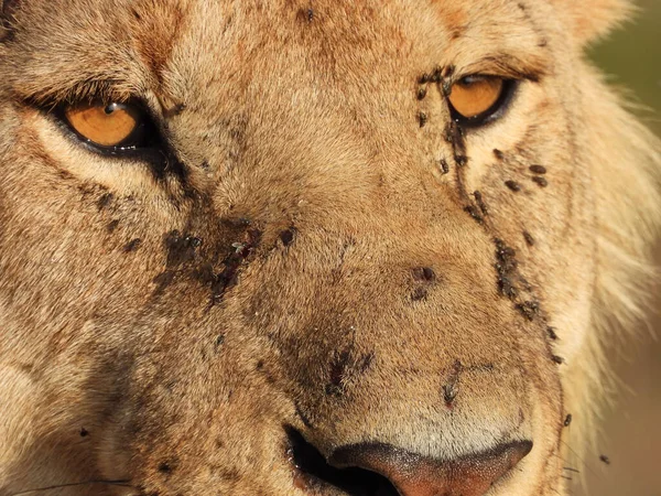 Gros Plan Visage Lion Avec Beaucoup Petits Insectes Ennuyeux — Photo