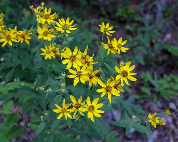 Een Zachte Focus Levendige Grotere Tickseed Bloemen Bloeien Een Park — Stockfoto