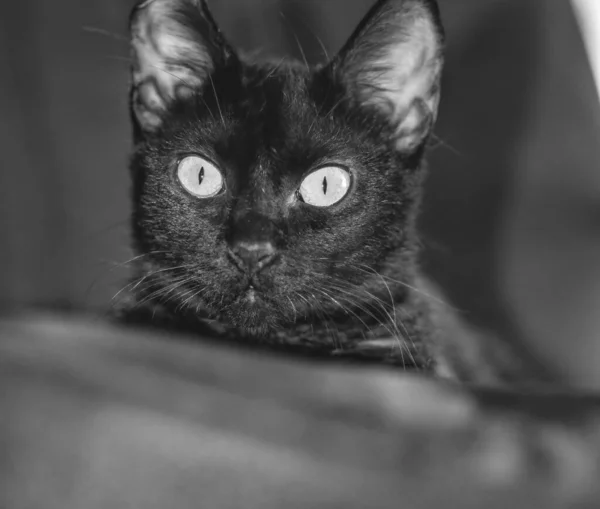 扶手椅上一只黑猫的肖像 — 图库照片