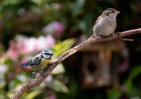 Eurasian Blue Tit Bird Sparrow Perched Tree Branch — Fotografia de Stock