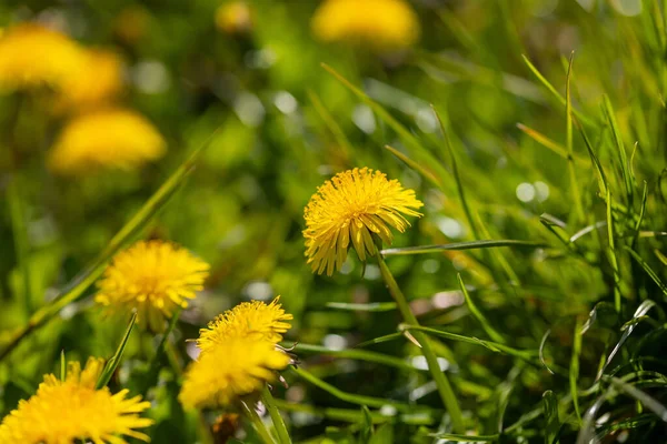 Sarı karahindiba çiçekleri (taraxacum) ve yeşil bir çayır üzerinde bulanık arkaplan içinde diğerleri