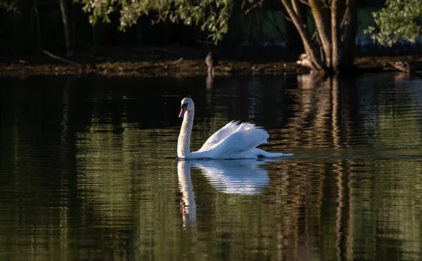 Прекрасный Белый Лебедь Купающийся Озере — стоковое фото