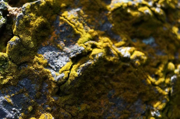 Closeup Green Lichens Tree Bark Forest — Stock Photo, Image