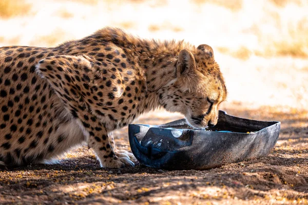 Detailní Záběr Krásné Geparda Pitné Vody Namibii — Stock fotografie