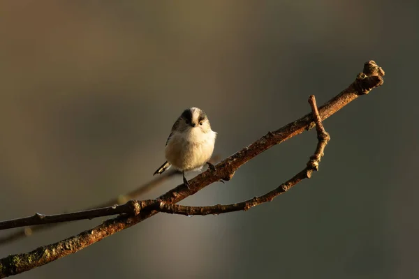 Long Tailed Tit Aegithalos Caudatus Perched Bare Winter Branch Blurred — Fotografia de Stock