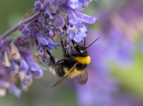 Gros Plan Une Abeille Pollinisatrice Fleurs Violettes — Photo