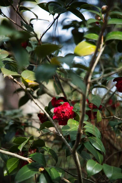 Rote Camellia Sasanqua Blume Park — Stockfoto