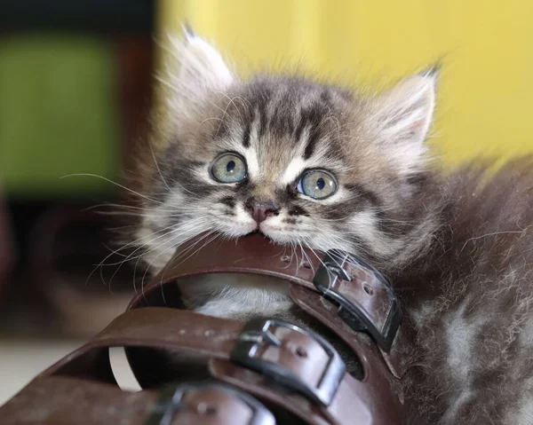 Closeup Shot Little Kitten Holding Sandals Mouth — Stock Photo, Image