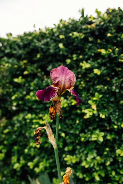 Vertical Closeup Purple Iris Flower Front Boxwood Hedge — Stock Photo, Image