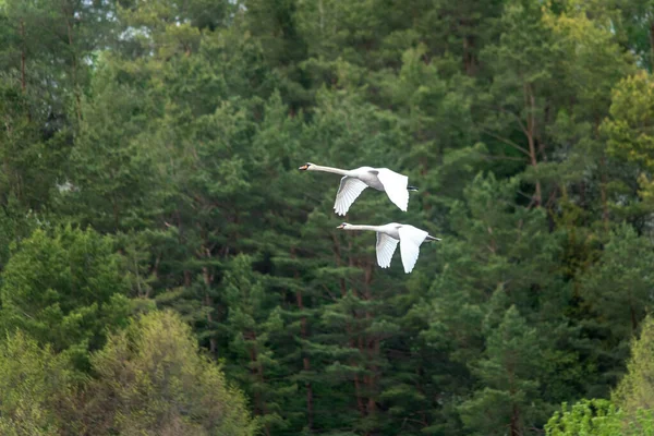 Ένα Ζευγάρι Λευκών Κύκνων Που Πετούν Ένα Καταπράσινο Δάσος — Φωτογραφία Αρχείου