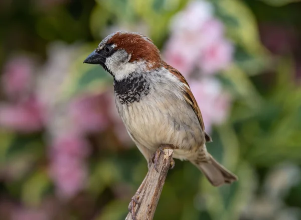 Closeup House Sparrow Passer Domesticus Perched Wood — Stock Photo, Image