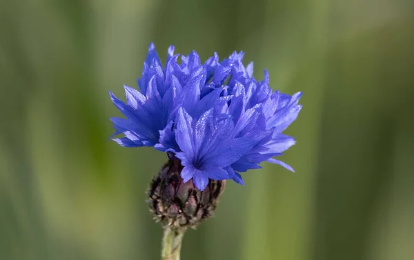 Nahaufnahme Einer Blauen Kornblume Verschwommenen Hintergrund — Stockfoto