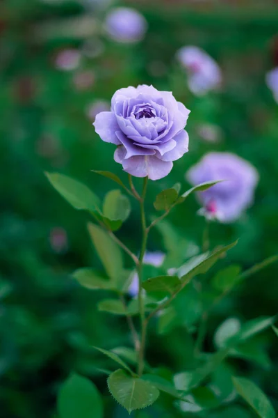 Vertical Selective Focus Shot Lavender Rose Green Leaves Garden — Stock Photo, Image