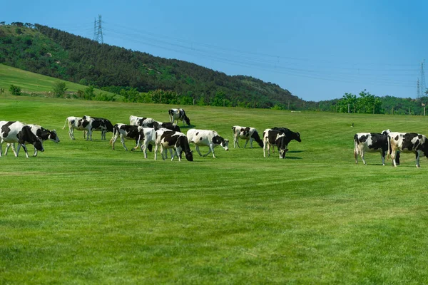 Una Manada Vacas Manchadas Pastan Prado Verde Sobre Fondo Forestal — Foto de Stock
