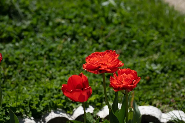 Gros Plan Tulipes Vibrantes Rouges Fleurs Dans Jardin — Photo