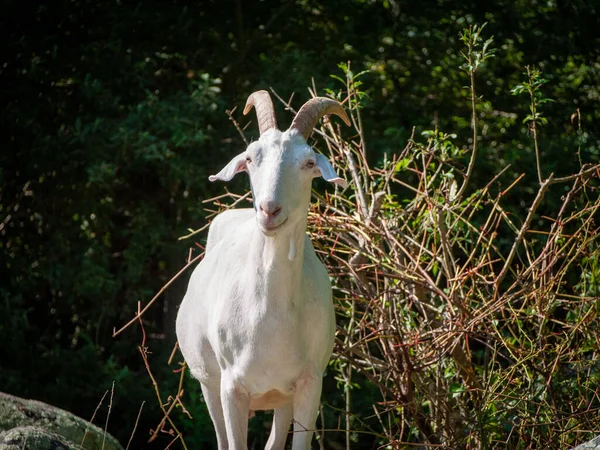Una Cabra Enana Blanca Caminando Por Rhode Island — Foto de Stock