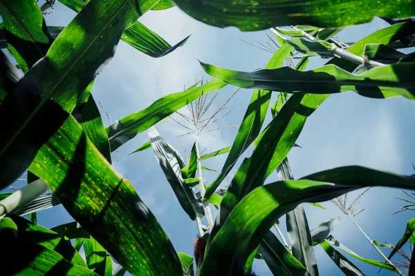 Güneşli bir tarlada büyüyen mısırın düşük açılı görüntüsü.