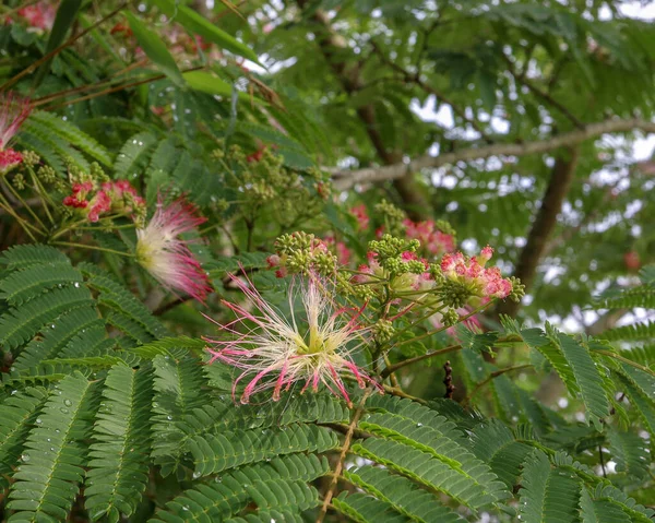 Närbild Blommor Persiska Silke Träd — Stockfoto