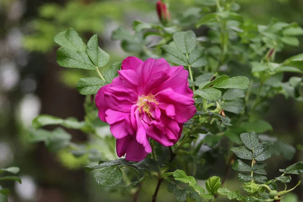 Closeup Shot Blooming Rose Hip Flower Beautiful Pink Flower Bush — Stock Photo, Image