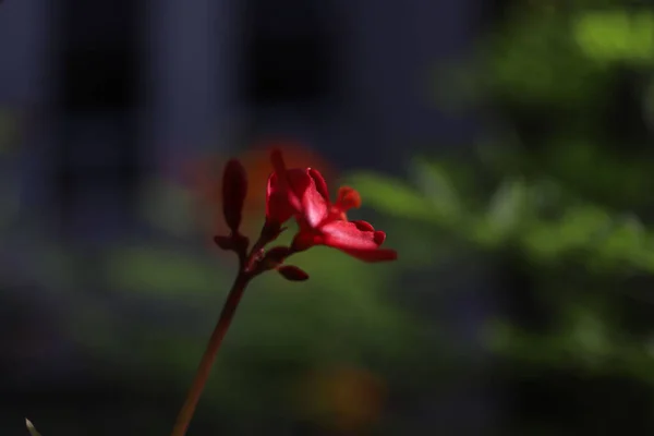 Eine Nahaufnahme Einer Schönen Blume Auf Verschwommenem Hintergrund — Stockfoto