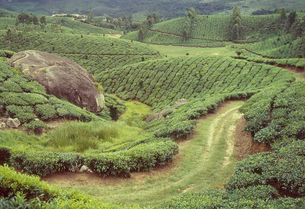 Uma Vista Aérea Jardins Chá Kanan Devan Hills Nebuloso Munnar — Fotografia de Stock