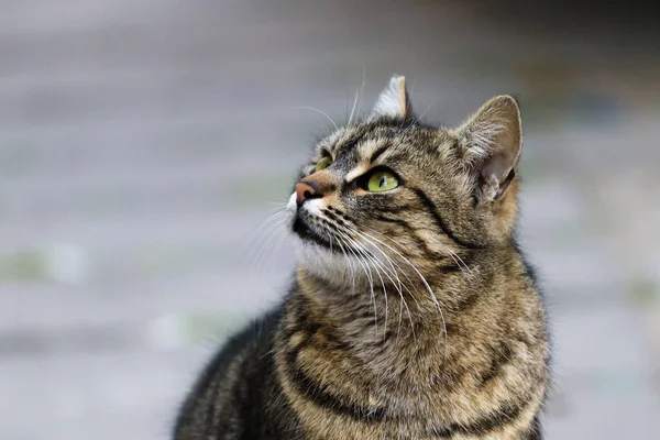Eine Nahaufnahme Einer Gestreiften Katze Mit Grünen Augen Die Nach — Stockfoto