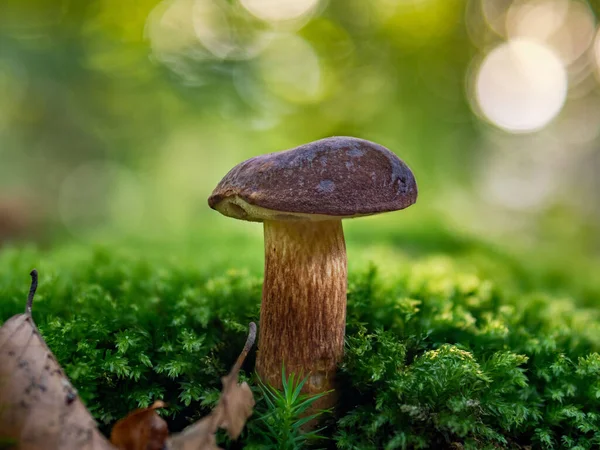 Yosun tabakasından yükselen bir körfez.