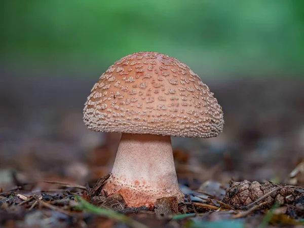 一个年轻的天野红宝石蘑菇 — 图库照片