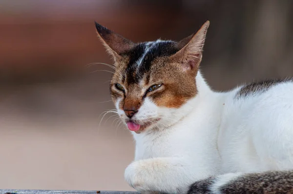 Egy Közelkép Egy Imádnivaló Macskáról Ravasz Tekintettel — Stock Fotó