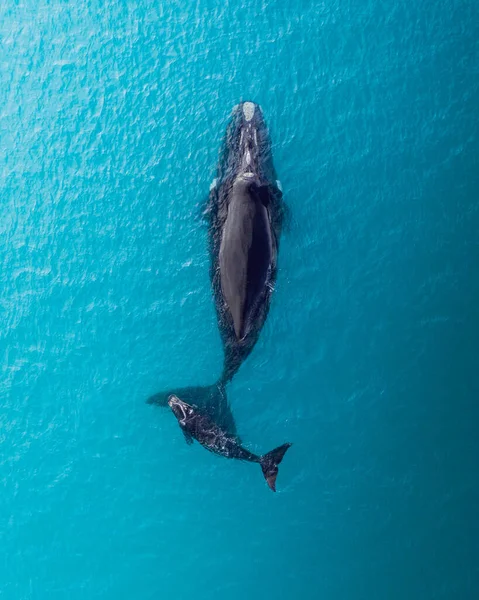 Top View Laukaus Humpback Valas Meressä — kuvapankkivalokuva