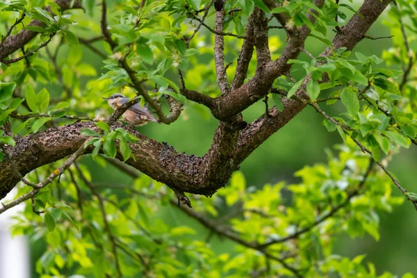 Eurasiska Nuthatch Fågel Bosatte Sig Ett Träd Gren Suddig Grön — Stockfoto