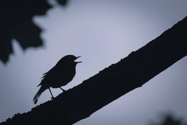 Nahaufnahme Einer Silhouette Eines Rotkehlchens Auf Einem Ast — Stockfoto